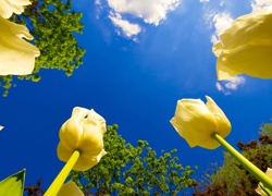 Żółte, Tulipany, Błękitne, Niebo