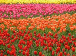 Kolorowe, Rzędy, Tulipanów