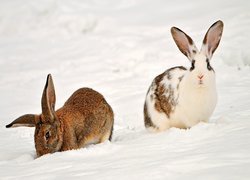 Dwa, Króliczki, Śnieg