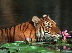 Tygrys, Kwiaty, Woda