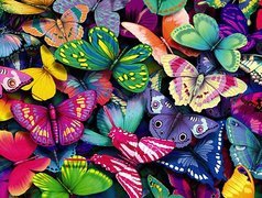 Kolorowe, Motyle