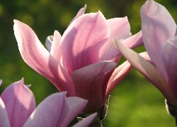 Kwiat, Magnolii