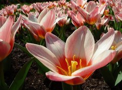 Holenderskie, Tulipany
