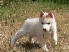 Siberian Husky, Szczeniak