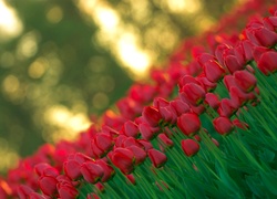 Czerwone, Tulipany