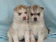 Siberian Husky, Szczeniaki