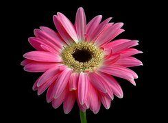 Różowa, Gerbera