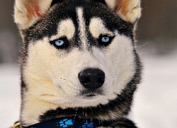 Siberian Husky, Niebieskie, Oczy