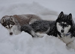 Siberian Husky, Psy, Śnieg, Zima