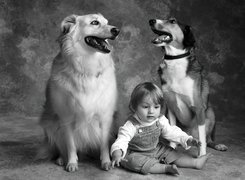 Psy, Dziecko, Fotografia