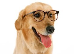 Golden, Retriever, Okulary, Język