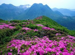 Góry, Kwiaty