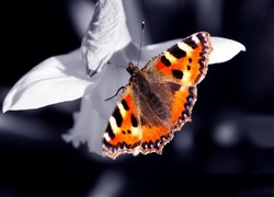 Motyl, Białe, Płatki