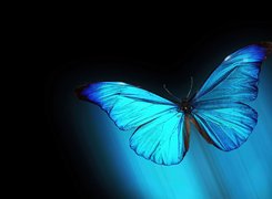 Niebieski, Motyl