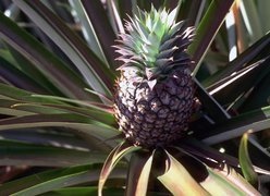 Ananas, Pióropusz