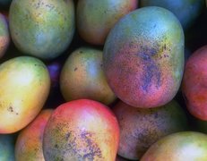 Owoce, Mango