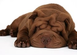 Brązowy, Shar Pei