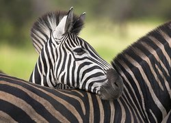 Zebra, Pasy