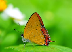 Dwukolorowy, Motyl, Liść