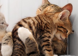 Kotki, Przytulanie
