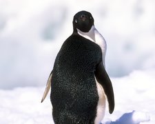 Czarno, Biały, Pingwin, Śnieg