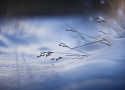 Zima, Śnieg, Roślinki