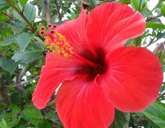 Czerwony, Hibiskus