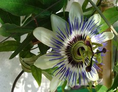 Kremowa, Passiflora