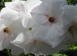 Biała, Gladiola