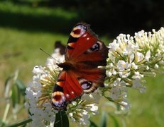 Motyl, Biały, Kwiatek