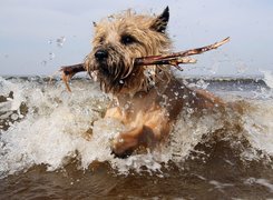 Pies, Cairn Terrier, Patyk