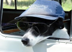 Pies, Okulary