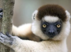 Biało, Czarny, Lemur