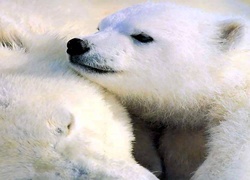 Niedźwiedź, Polarny, Matka