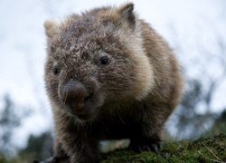 Mały, Wombat