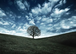 Pole, Drzewo, Chmury