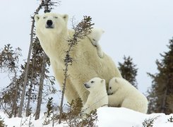 Mama, Trzy, Małe, Misie