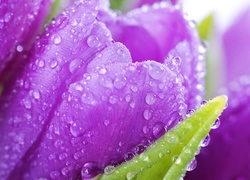 Fioletowe, Tulipany, Krople, Wody