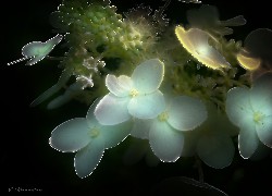 Kwiaty, Fractalius