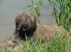 Owczarek Francuski Briard