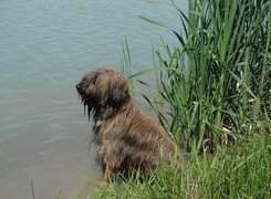 Owczarek Francuski Briard, Woda