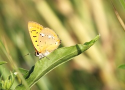 Motyl, Lato