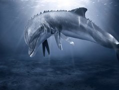 Delfin, Woda, Płetwy, Nożyce