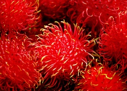 Rambutan, Owoce