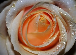 Róża, Herbaciana, Rosa