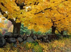 Jesień, Drzewo, Kamienie
