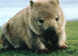 Wombat, Zielona, Trawa