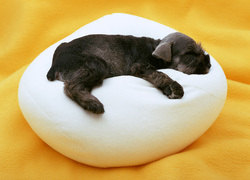 Śpiący, Pies, Poduszka, Sznaucer miniaturowy