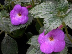 Achimenes