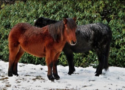 Dwa, Kucyki, Śnieg